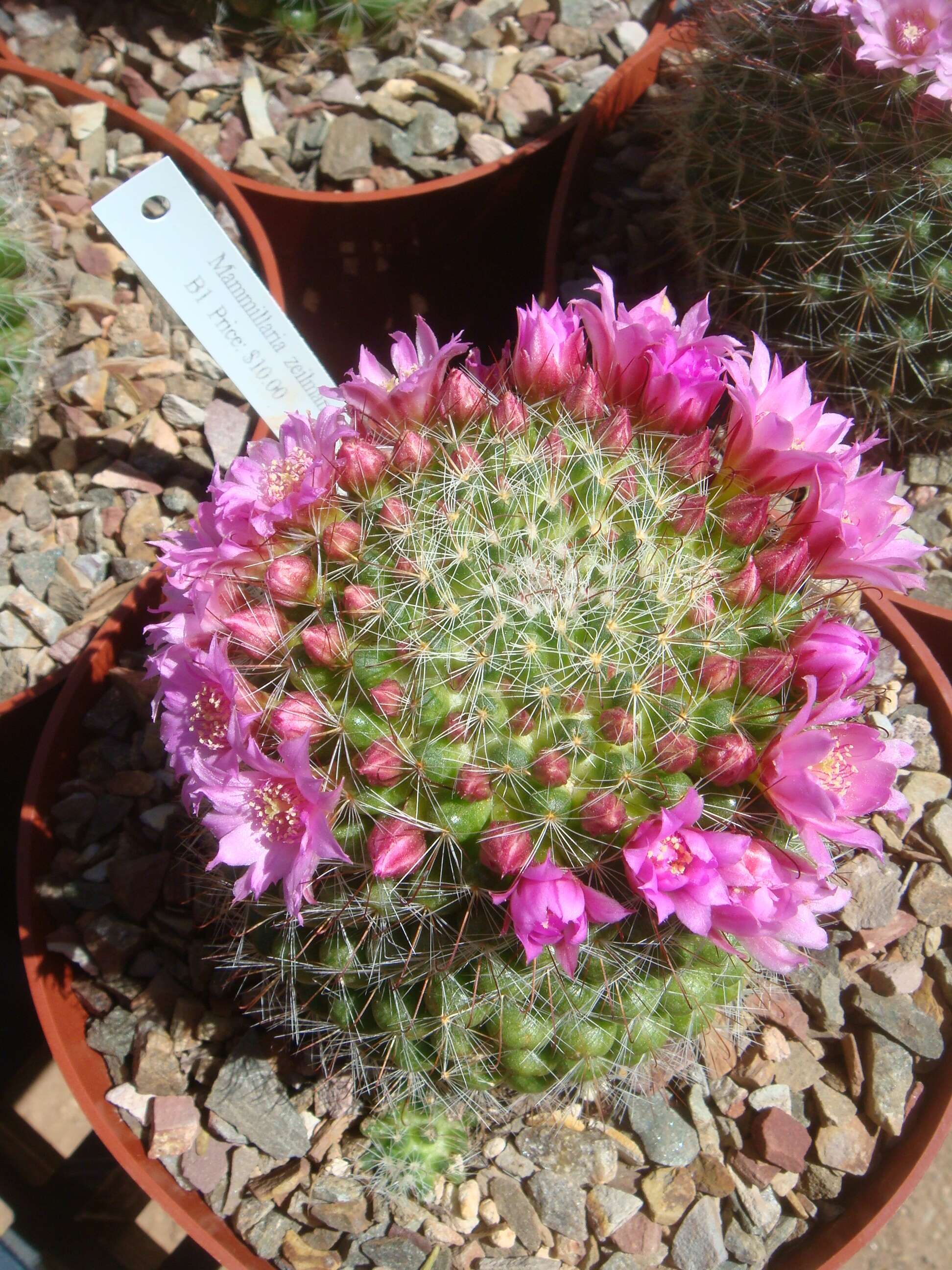 صورة Mammillaria zeilmanniana Boed.