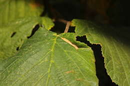 Image of Hazel Slender