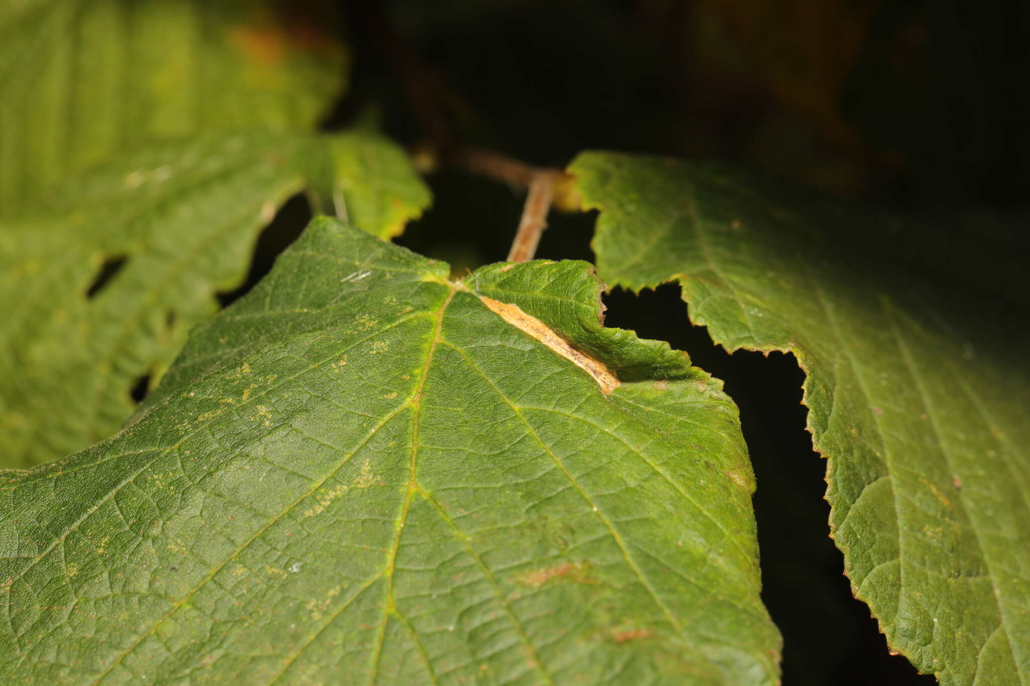 Image of Hazel Slender