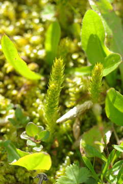 Selaginella selaginoides (L.) Schrank & C. F. P. Mart. resmi