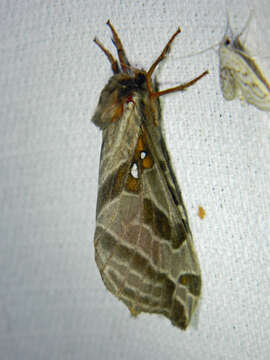 Image of Silver-spotted Ghost Moth