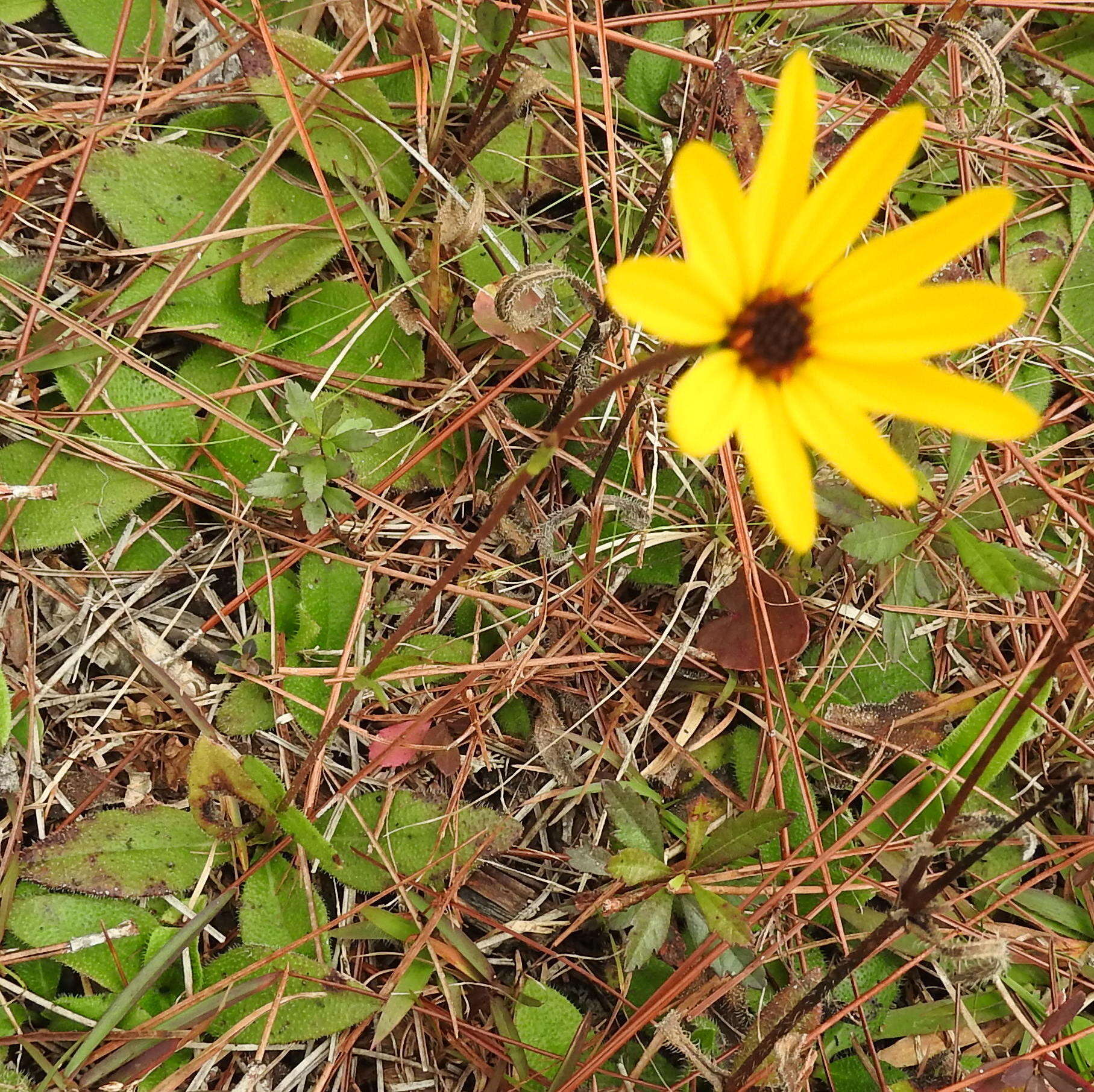 Sivun Helianthus heterophyllus Nutt. kuva