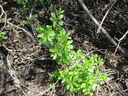 Image of Galium tomentosum Thunb.