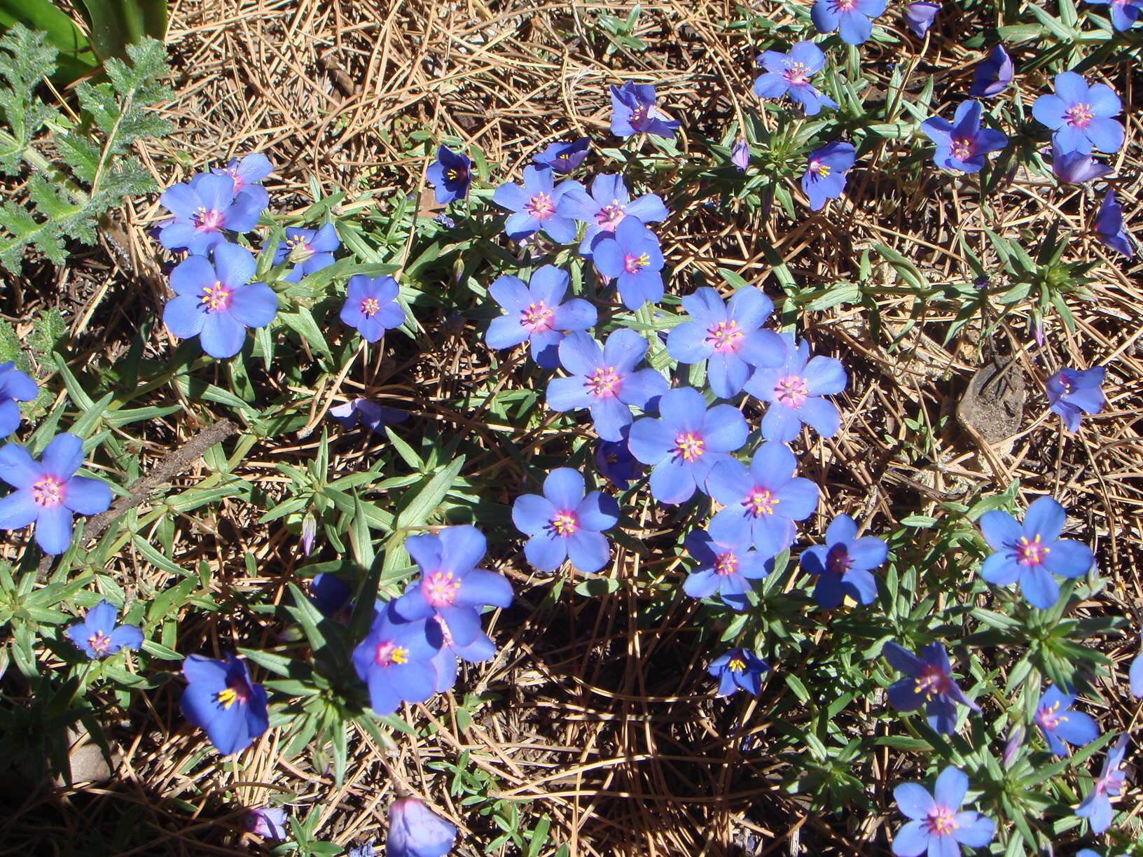 Image of Scarlet pimpernel