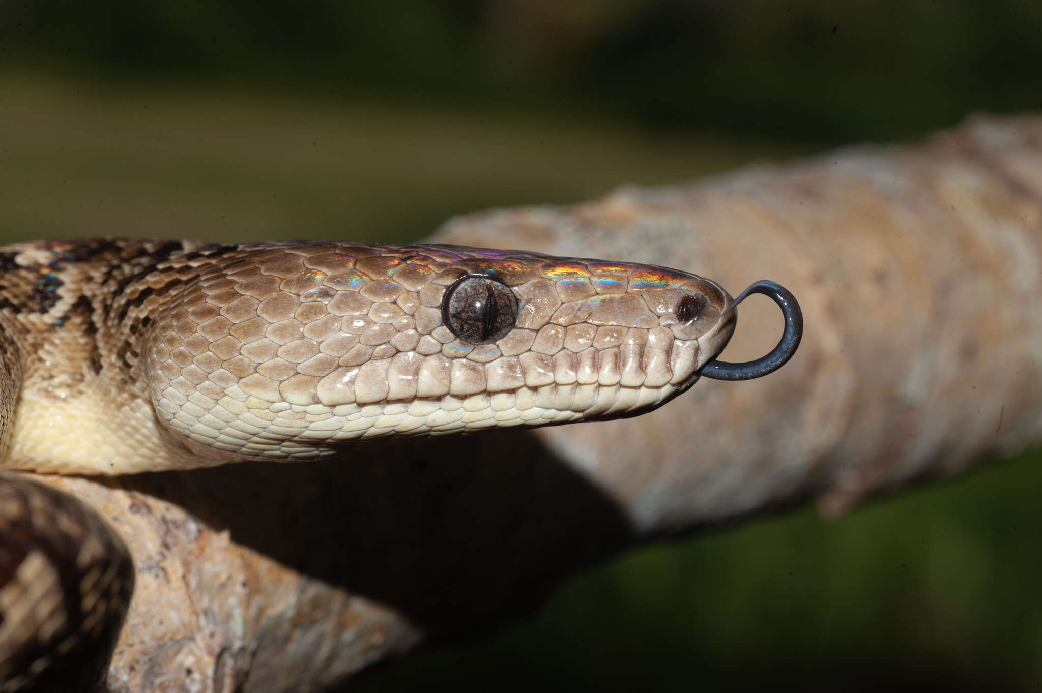 Image of Cuban Boa