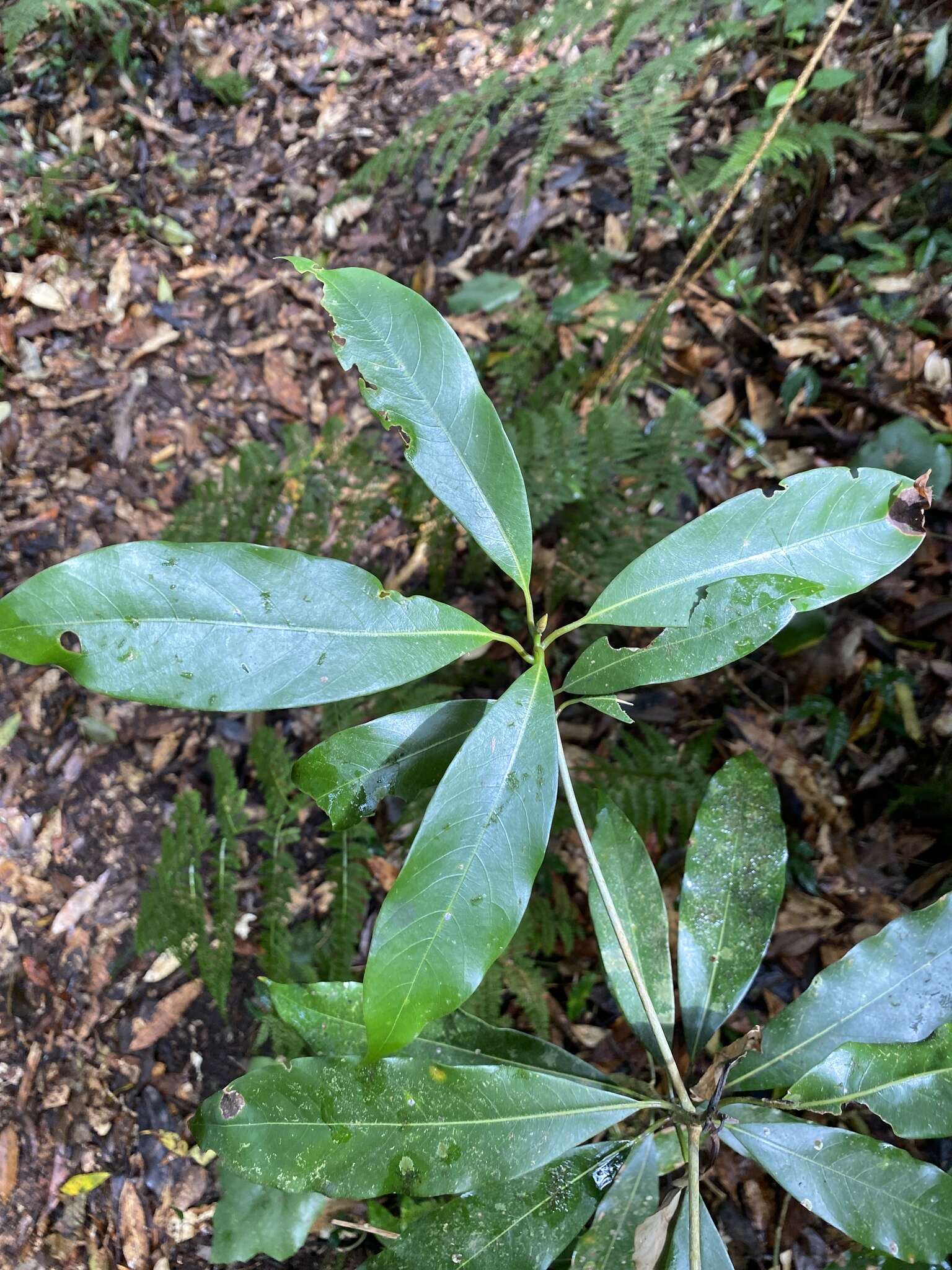 Image de Machilus japonica Sieb. & Zucc.