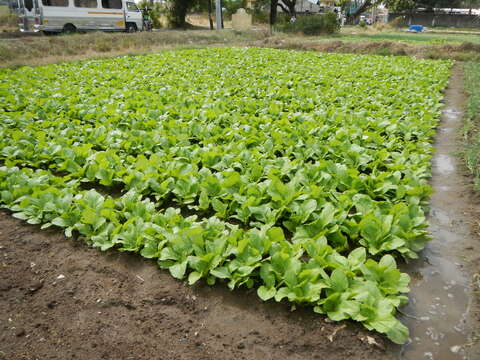 Image of Chinese mustard