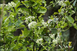 Mikania cordifolia (L. fil.) Willd. resmi