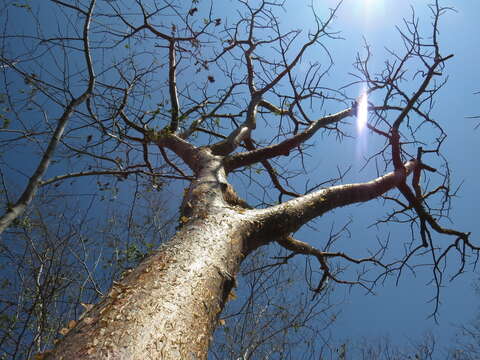 Image of gumbo limbo