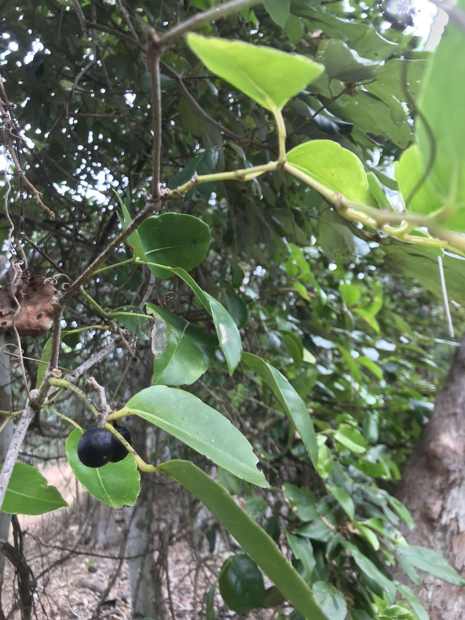 Image of Tetrastigma nitens (F. Müll.) Planchon