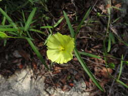 Image of Yellow Hibiscus