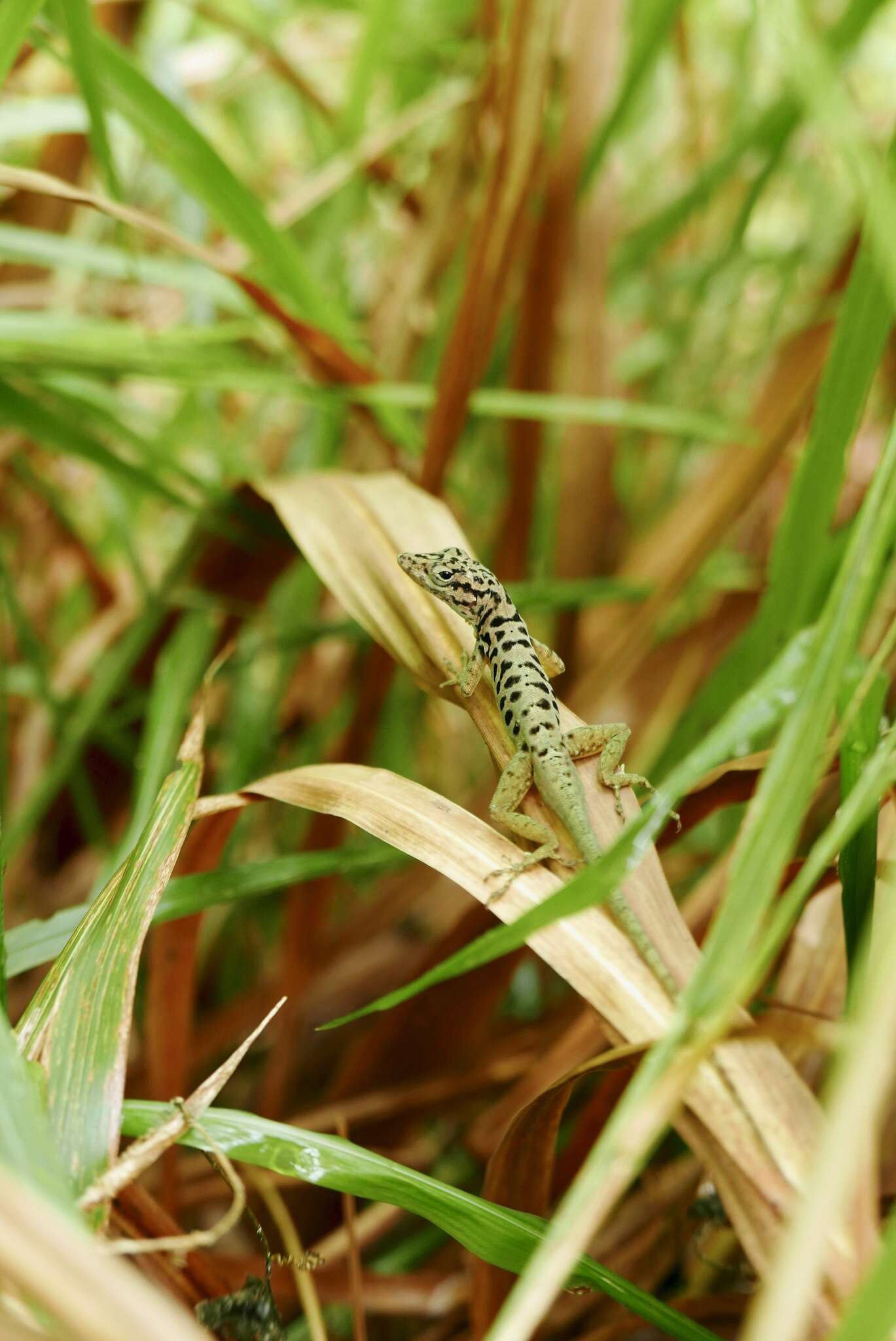 Image of Saban Anole