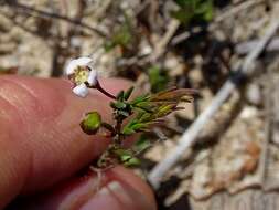 Image of Euryomyrtus ramosissima subsp. prostrata (Hook. fil.) Trudgen