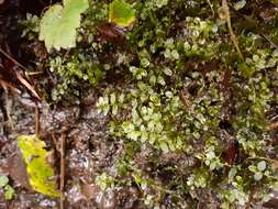 Image of plagiomnium moss