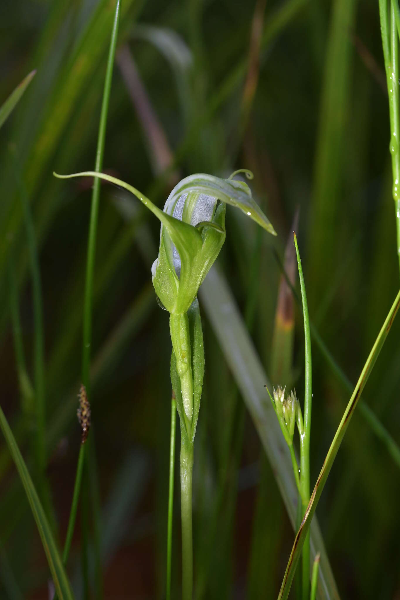 Image of Pterostylis micromega Hook. fil.