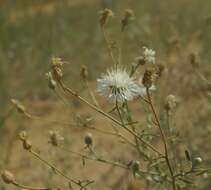 Image of Centaurea odessana Prodan