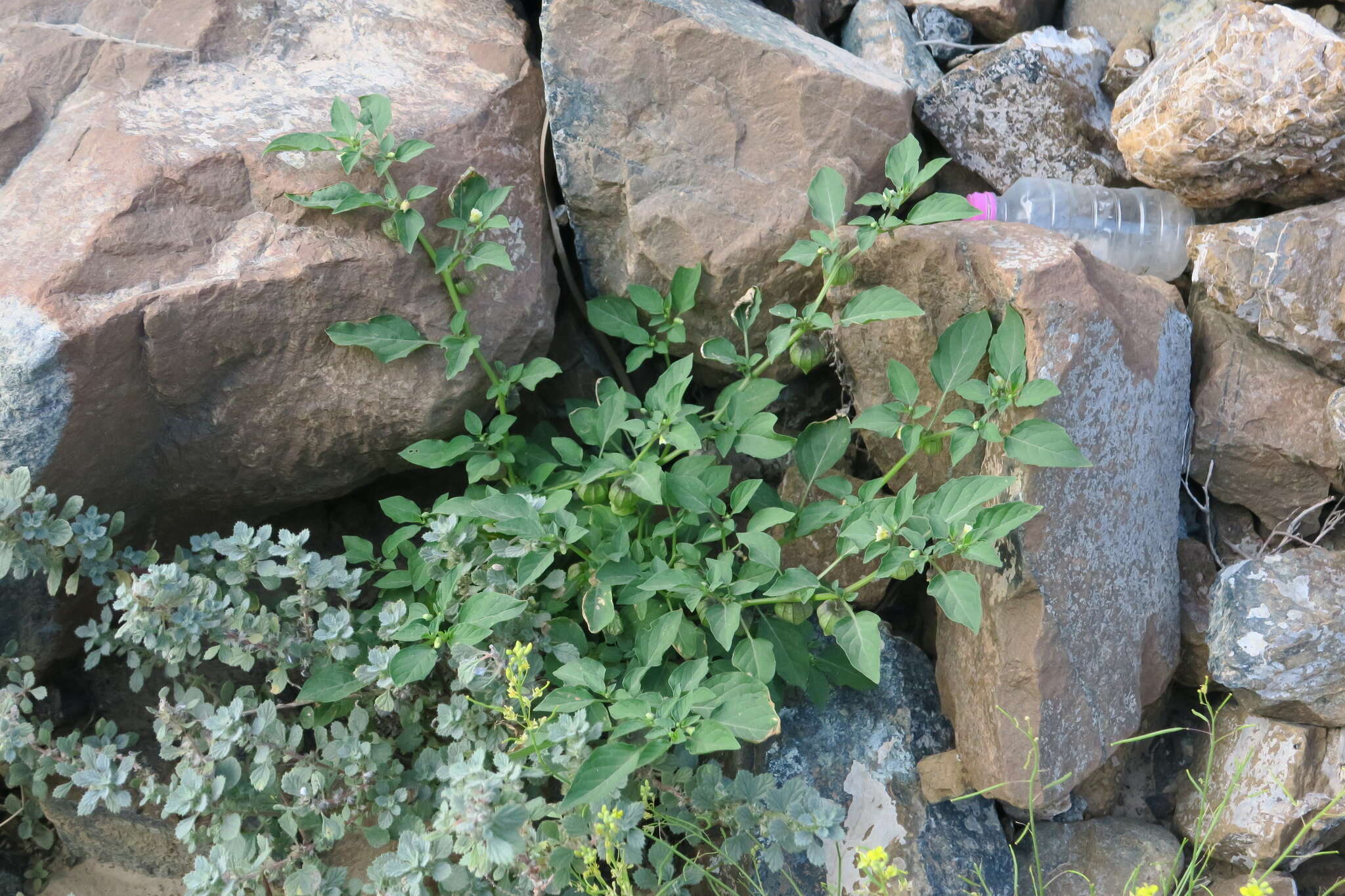 Plancia ëd Physalis lagascae Roem. & Schult.