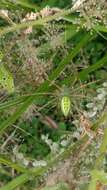 Image of Peucetia viridana (Stoliczka 1869)