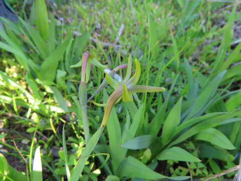 Freesia viridis (Aiton) Goldblatt & J. C. Manning resmi