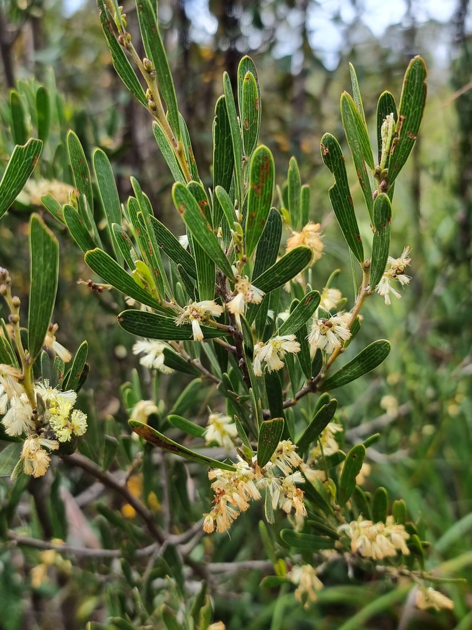 Imagem de Acacia mucronata Willd. ex H. L. Wendl.