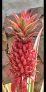 Image of Ananas comosus var. bracteatus (Lindl.) Coppens & F. Leal