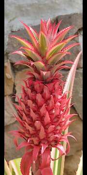 Imagem de Ananas comosus var. bracteatus (Lindl.) Coppens & F. Leal