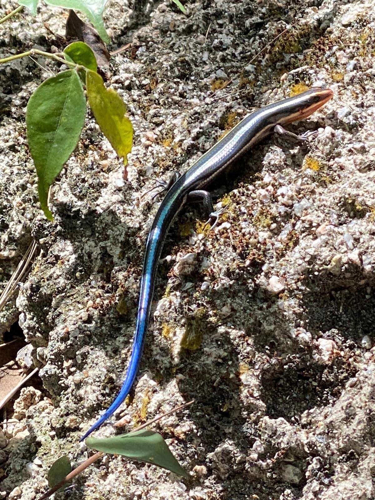 Image of Four-striped Skink