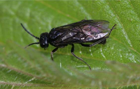 Image of Endelomyia aethiops (Fabricius)