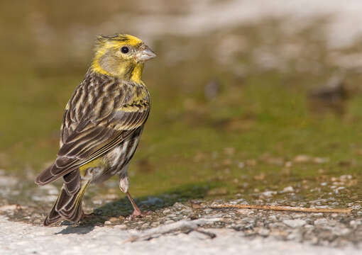 Image of serin, european serin