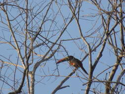 Image of Fiery-billed Aracari