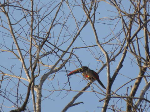 Image of Fiery-billed Aracari