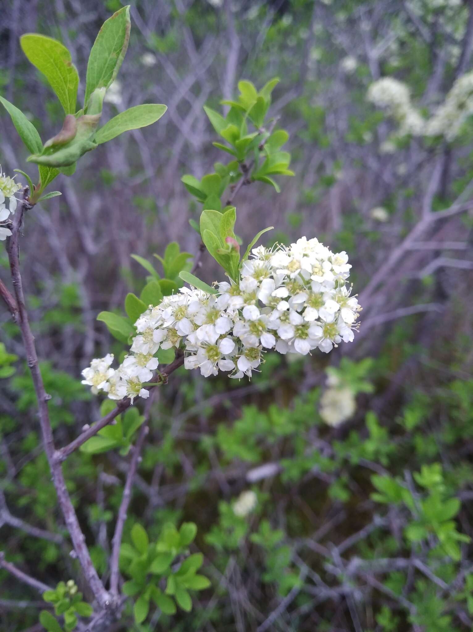 صورة Spiraea hypericifolia L.