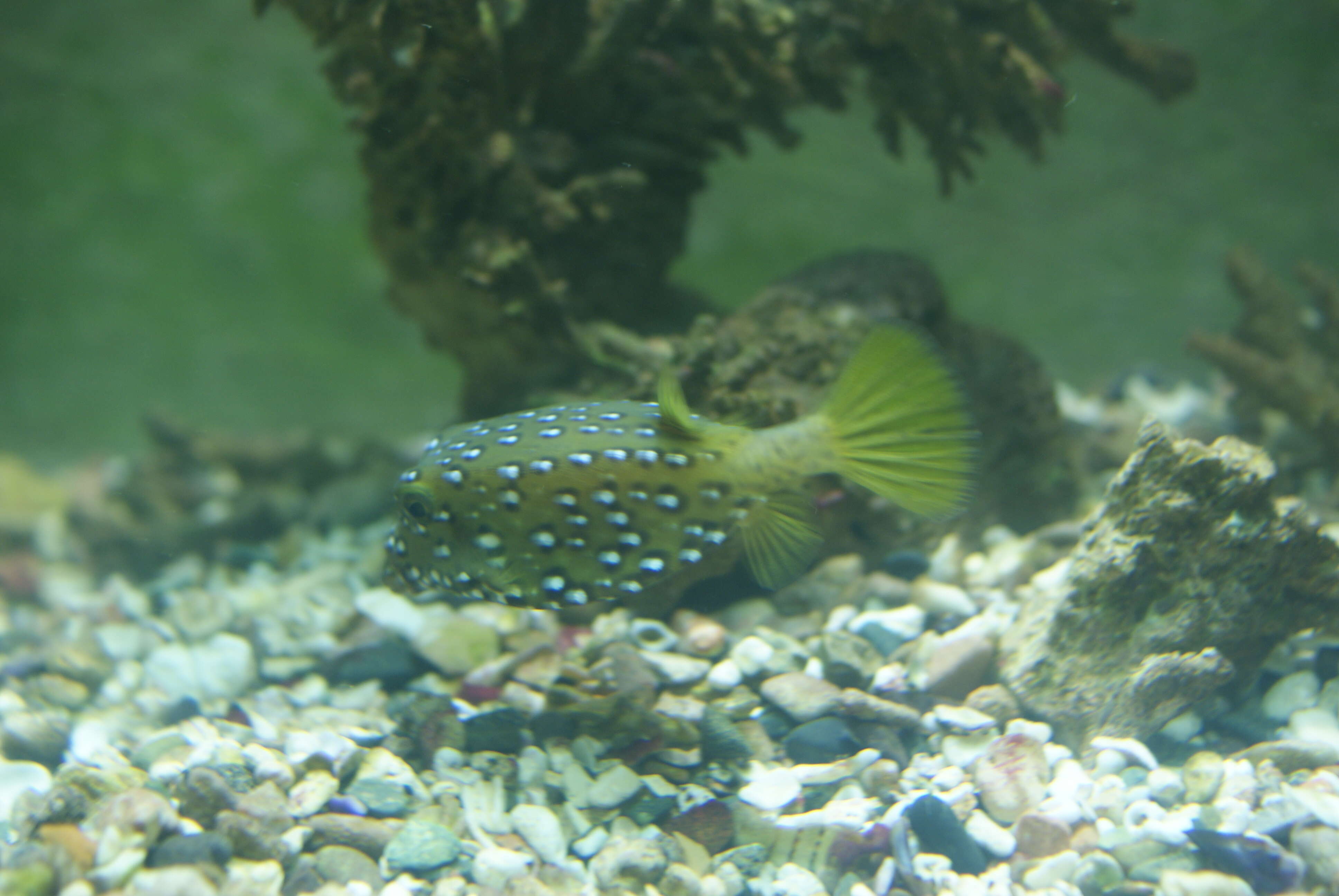 Image of Yellow boxfish