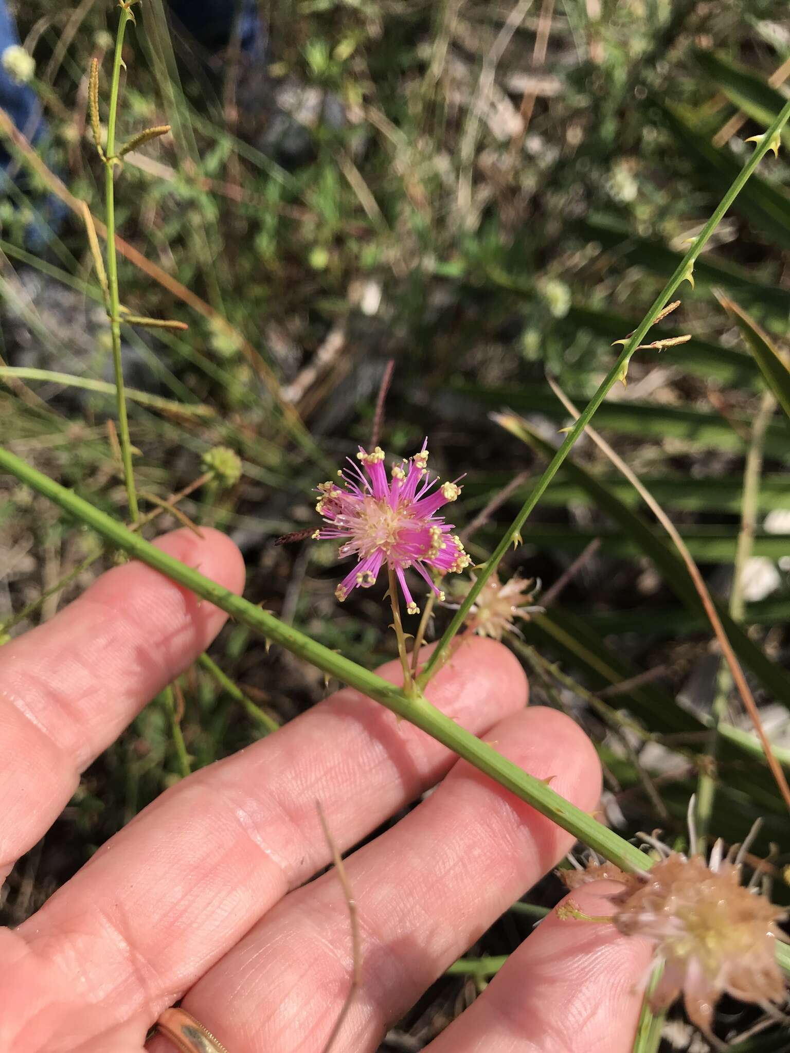 Image of Florida mimosa