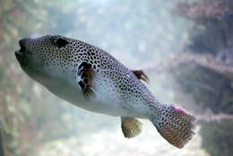 Image of Broadbarred Toadfish