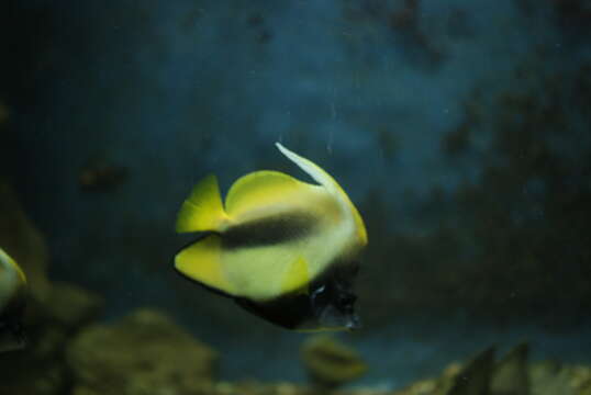 Image of Red Sea Bannerfish