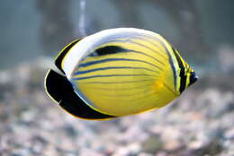 Image of Blacktail Butterflyfish