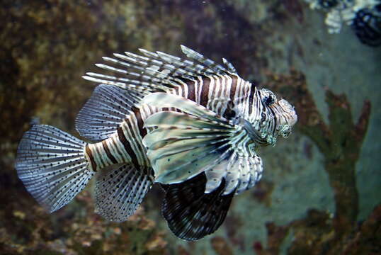 Pterois miles (Bennett 1828) resmi