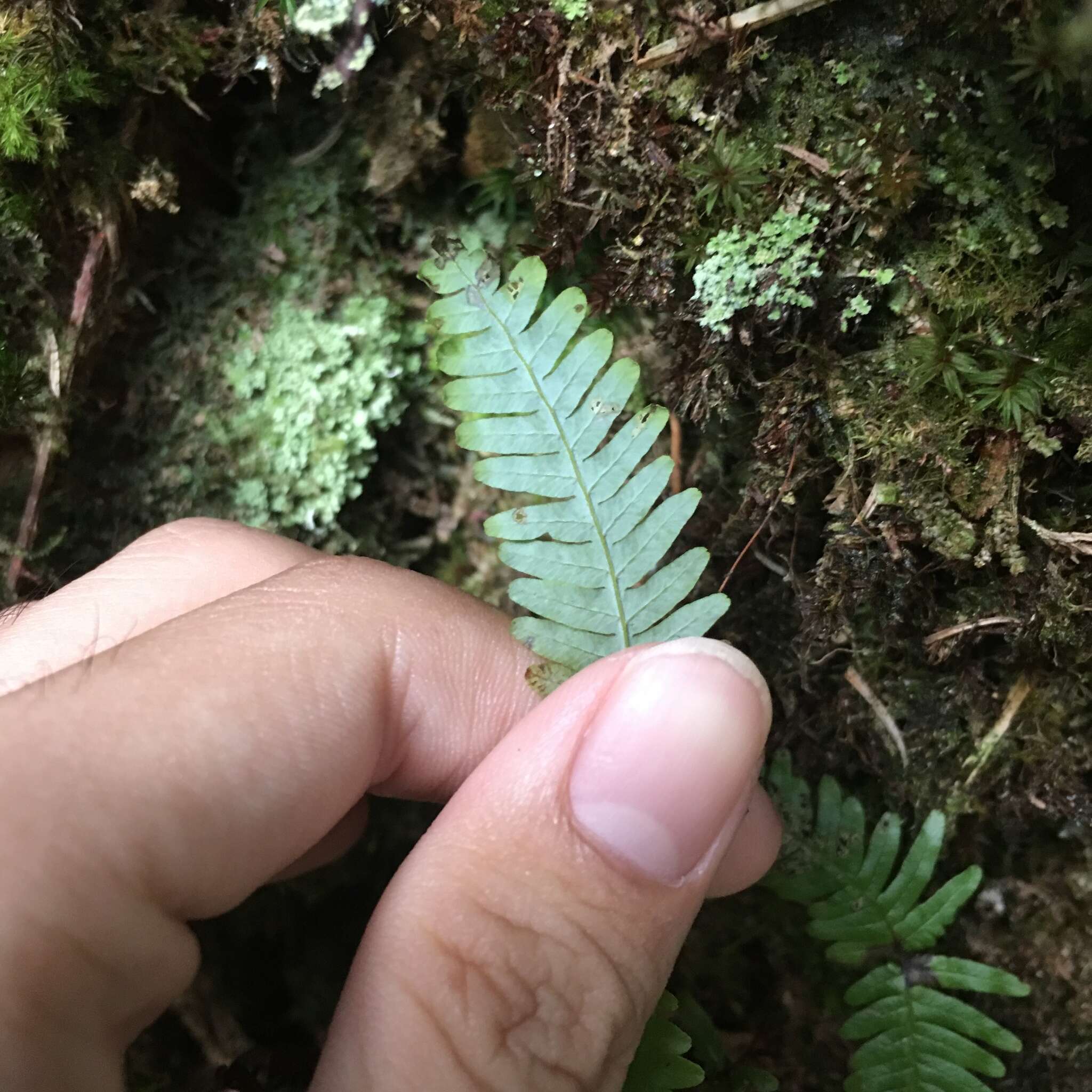 Image of Dicranopteris tetraphylla (Rosenst.) C. M. Kuo