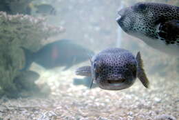 Image of Broadbarred Toadfish