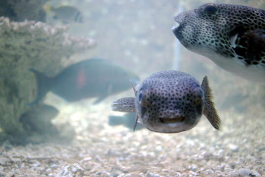 Image of Broadbarred Toadfish