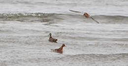 Image of Grey (Red) Phalarope