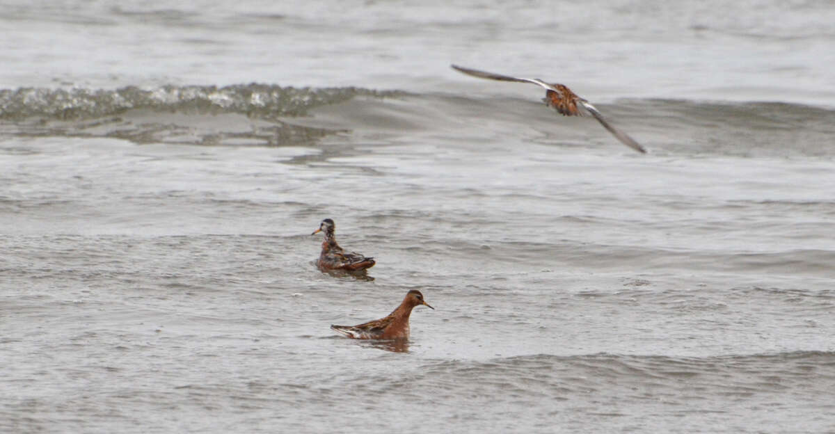 Image of Grey (Red) Phalarope