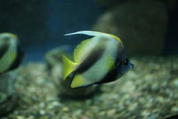 Image of Red Sea Bannerfish