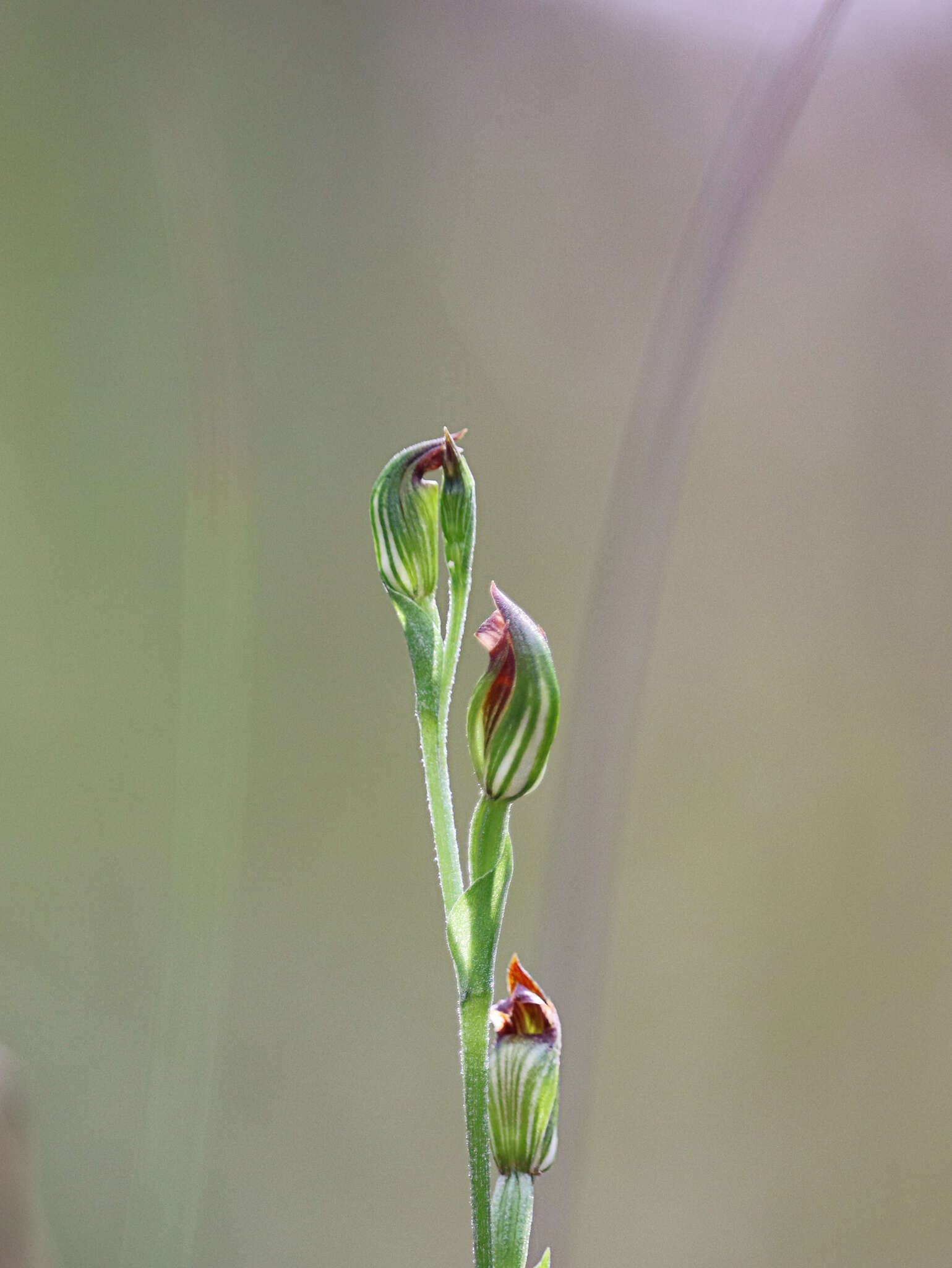 Image of Pterostylis clivosa