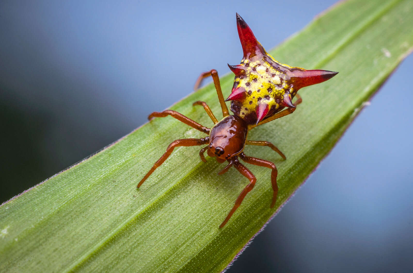 Image of Arrowshaped Micrathena