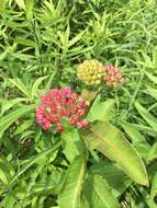 Image of purple milkweed