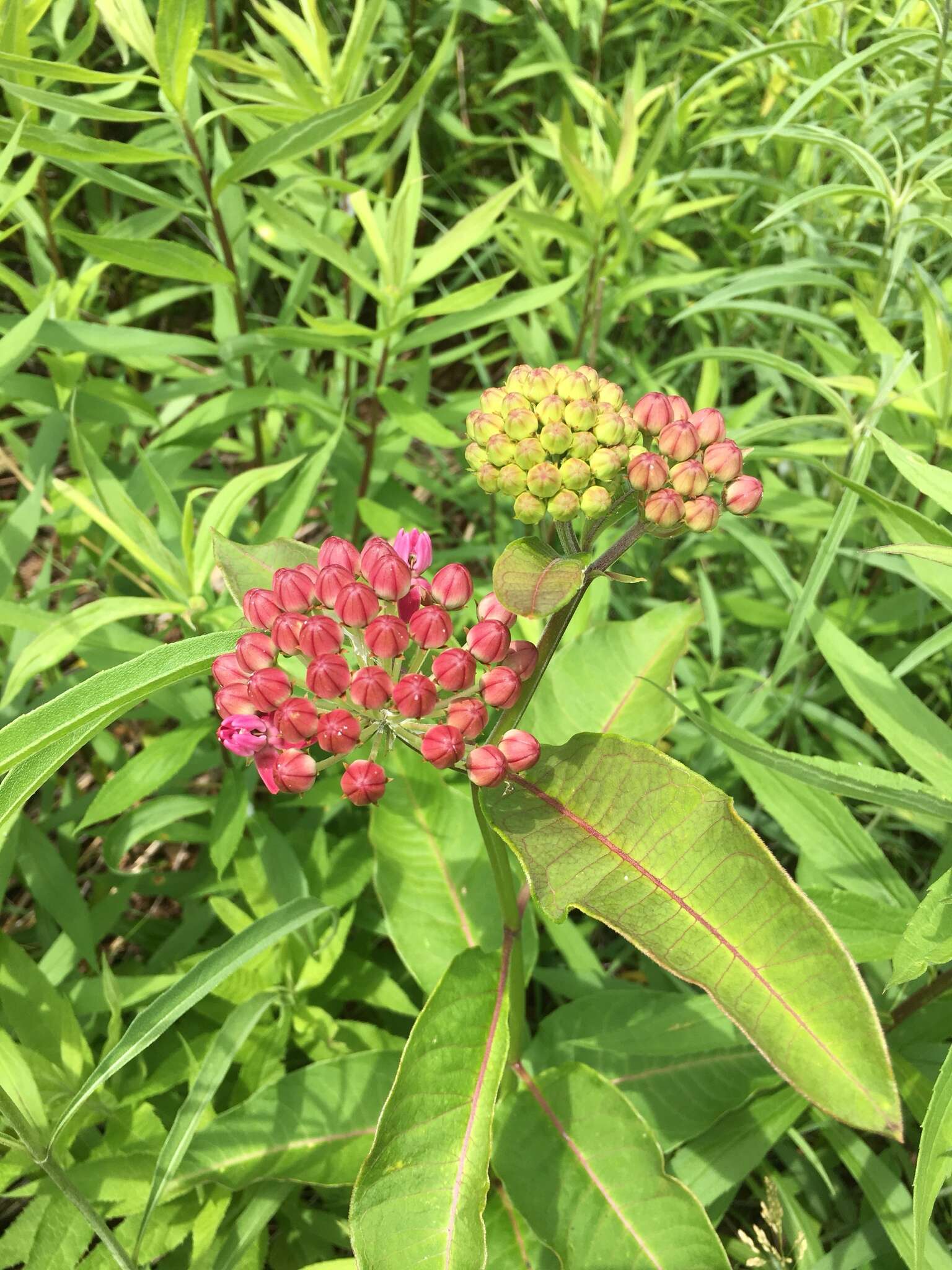 Image of purple milkweed