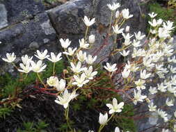 Image of Matted Saxifrage