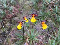 Image of Cyrtochilum aureum (Lindl.) Senghas